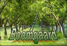 The Orchard