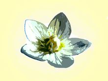 The Grass of Parnassus