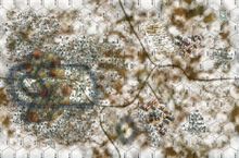 Panzer Grenadier: Winter Wonderland